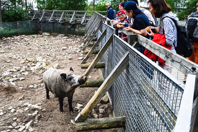 Day Trip to Ranua Arctic Wildlife Park from Rovaniemi - The Road From Rovaniemi: A Reindeer Stop and Real Lapland Views