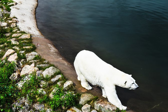 Day Trip to Ranua Arctic Wildlife Park from Rovaniemi - Barbecue Lunch Included: A Real Time Saver in Cold Weather