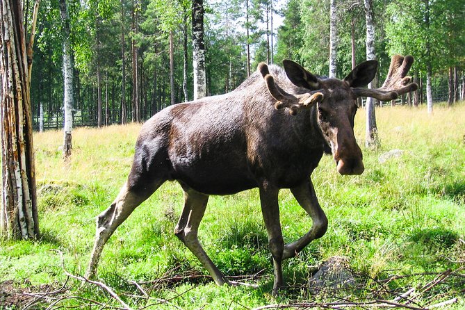 Day Trip to Ranua Arctic Wildlife Park from Rovaniemi - Pickup, Mobile Tickets, and a Small Group That Keeps Things Manageable