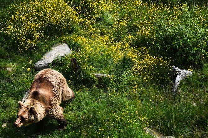 Day Trip to Ranua Arctic Wildlife Park from Rovaniemi - Guide Styles You Might Encounter: Gustav and Reetta