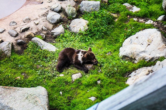 Day Trip to Ranua Arctic Wildlife Park from Rovaniemi - The Lapland Welcome Start: Winter Gear, Warm-Up, and a Clear Plan