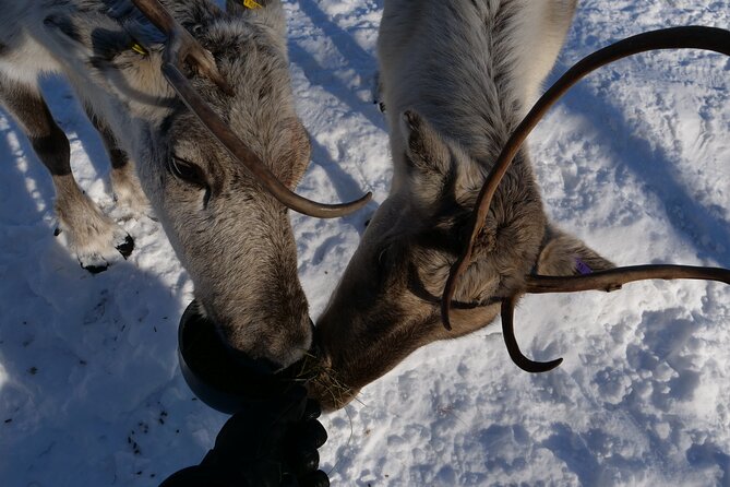 Discover Inari: Reindeer Farm, Siida Museum & Open Fire Lunch - Key reasons this Inari day tour works