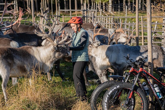 Electric Fatbike Trip to the Reindeer Farm - Arriving at the farm: the reindeer moment you will remember