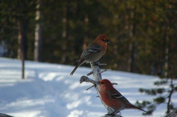 Explore Winter Woods: Snowshoe walk with local Biologist - Who should book this snowshoe walk, and who might skip it