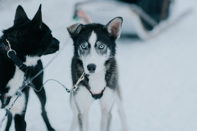 Family day: Reindeer, Husky and Snowmobiling in Levi - Reindeer Farm: slower pace, longer “sitting still” moments
