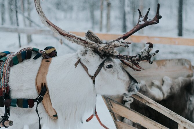 Family day: Reindeer, Husky and Snowmobiling in Levi - Soup lunch in a Kota cabin: fuel for the cold miles ahead