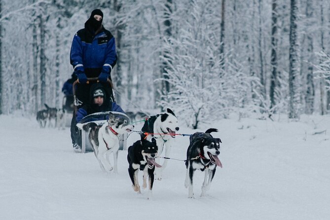 Family day: Reindeer, Husky and Snowmobiling in Levi - Kid-friendly details: mini-track fun plus careful seating