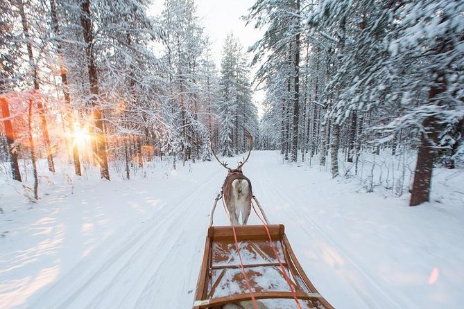 Forest Trail Reindeer Safari - Price and Value: What You Get for $225.18