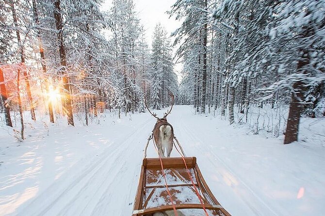 Forest Trail Reindeer Safari - Who This Tour Fits Best (and Who Might Want a Different Option)