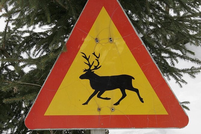 Forest Trail Reindeer Safari - Nordic Unique Travels and the Reindeer Farm Visit