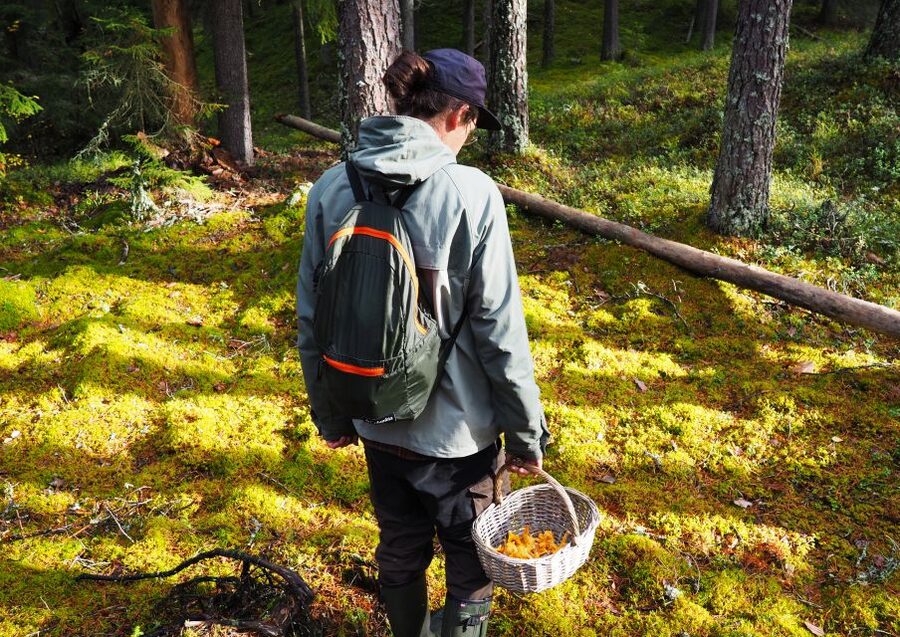From Helsinki: Mushroom Hunting Tour in a National Park - Who should book this mushroom hunting tour (and who shouldn’t)