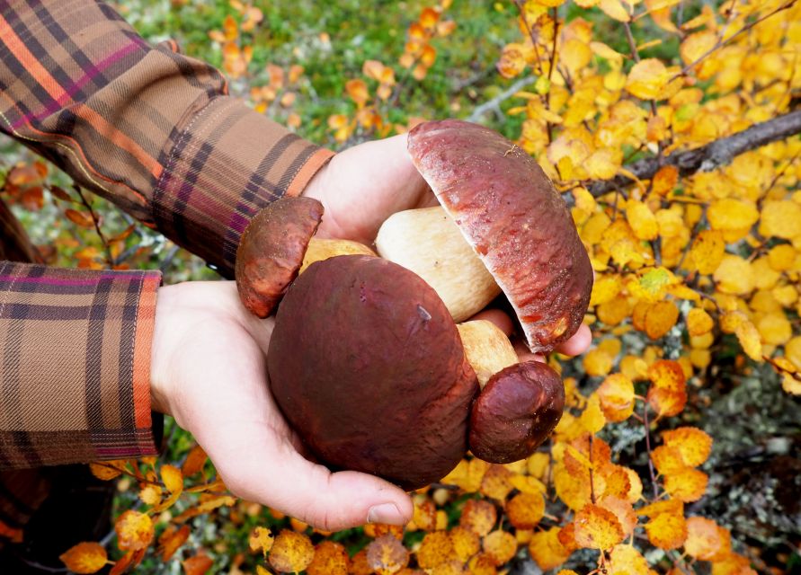 From Helsinki: Mushroom Hunting Tour in a National Park - From Kiasma to Liesjärvi National Park in one day