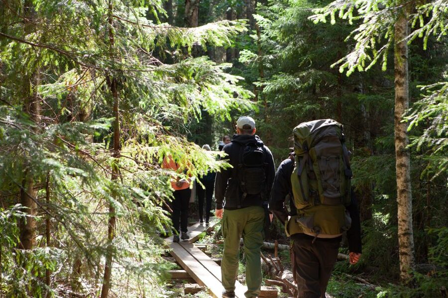 From Helsinki: Mushroom Hunting Tour in a National Park - The guided hike at Liesjärvi: the rhythm of the forest walk