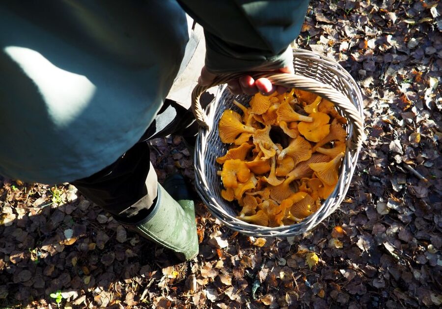 From Helsinki: Mushroom Hunting Tour in a National Park - The campfire lunch at the lakeside: Finnish comfort with real payoff