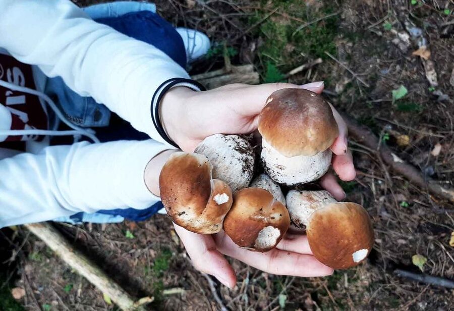 From Helsinki: Mushroom Hunting Tour in a National Park - What to bring (and what will save you)