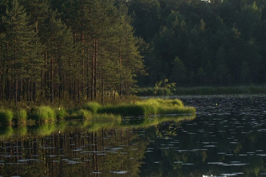 From Helsinki: Nuuksio National Park Half-Day Trip - Nuuksio National Park: conifer forest, primeval rocks, and lake pauses
