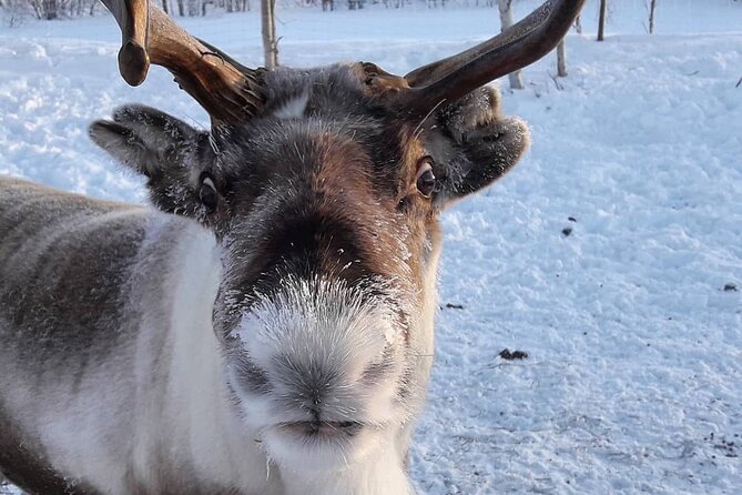From Ivalo: Ice Fishing Safari to Lake Inari, reindeers & lunch - Hot Drinks, Firelight, and Lunch in a Finnish Tent Setup