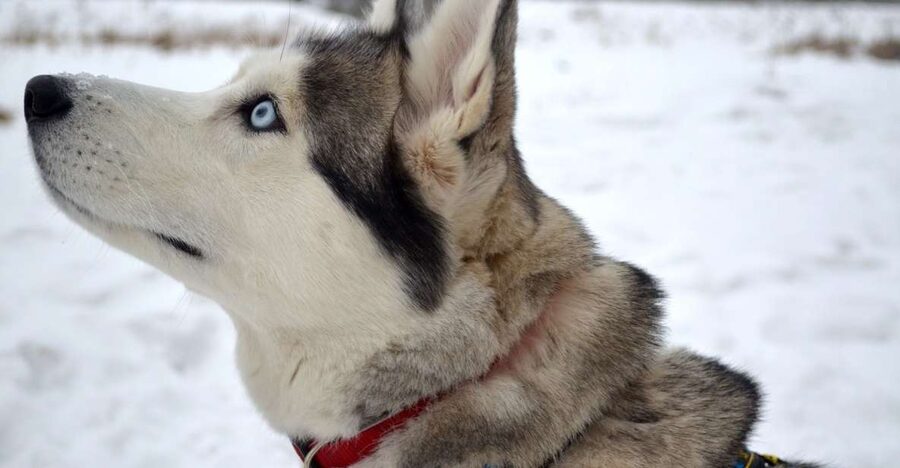 From Rovaniemi: 5km Husky Sleigh Ride - Rovaniemi Pickup: The Easy Start to a Snowy Day