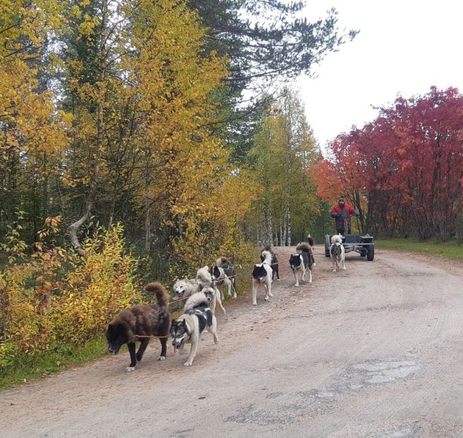 From Rovaniemi: Autumn Husky Safari Adventure - From Rovaniemi Pickup to the Husky Farm