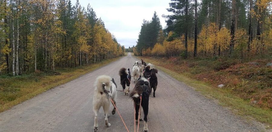 From Rovaniemi: Autumn Husky Safari Adventure - The Husky Carriage Ride Through Fall Forest Trails