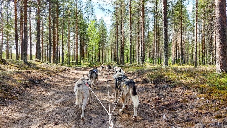 From Rovaniemi: Autumn Husky Safari Adventure - Frozen Lake Scenery, Plus Possible Reindeer Sightings