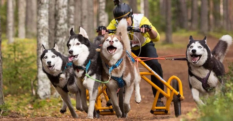From Rovaniemi: Autumn Husky Safari Adventure - Back at the Husky Farm: Training and Breeding You Can Actually Understand