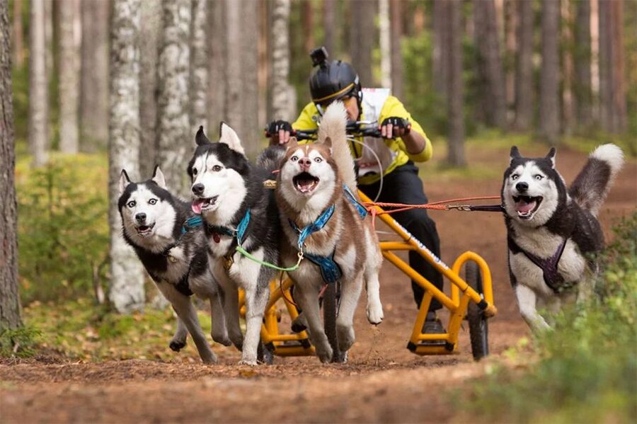 From Rovaniemi: Autumn Husky Safari Adventure - Group Size Rules and How They Affect Your Day