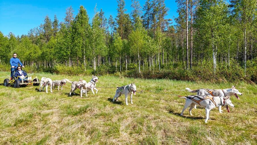 From Rovaniemi: Autumn Husky Safari Adventure - The Pre-Ride Intro, Instruction, and Snack Reset