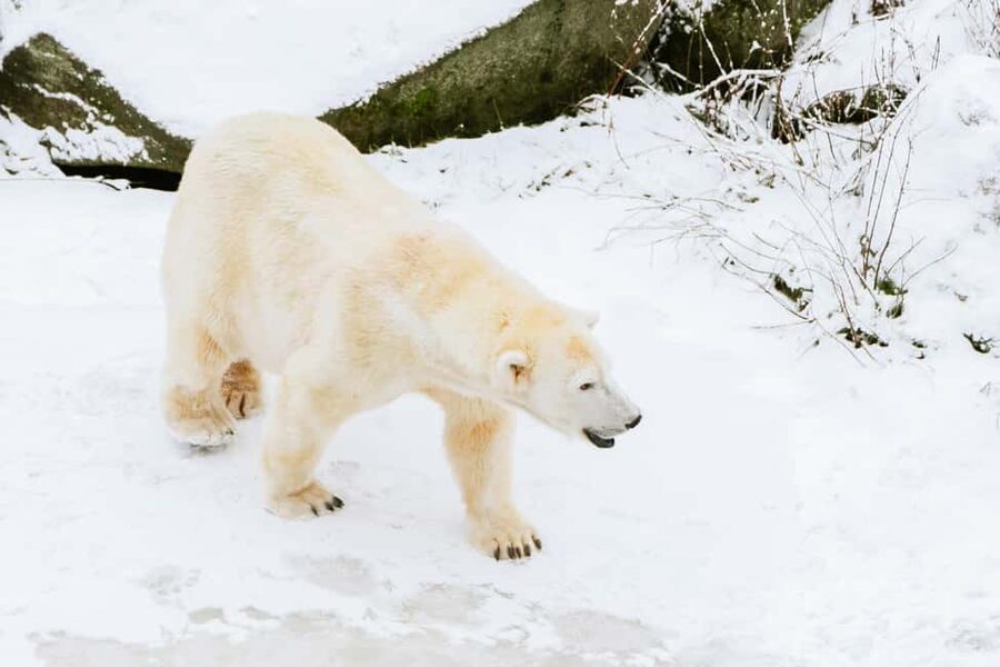 From Rovaniemi: Family Friendly Visit to Ranua Wildlife Park - Key highlights worth your attention