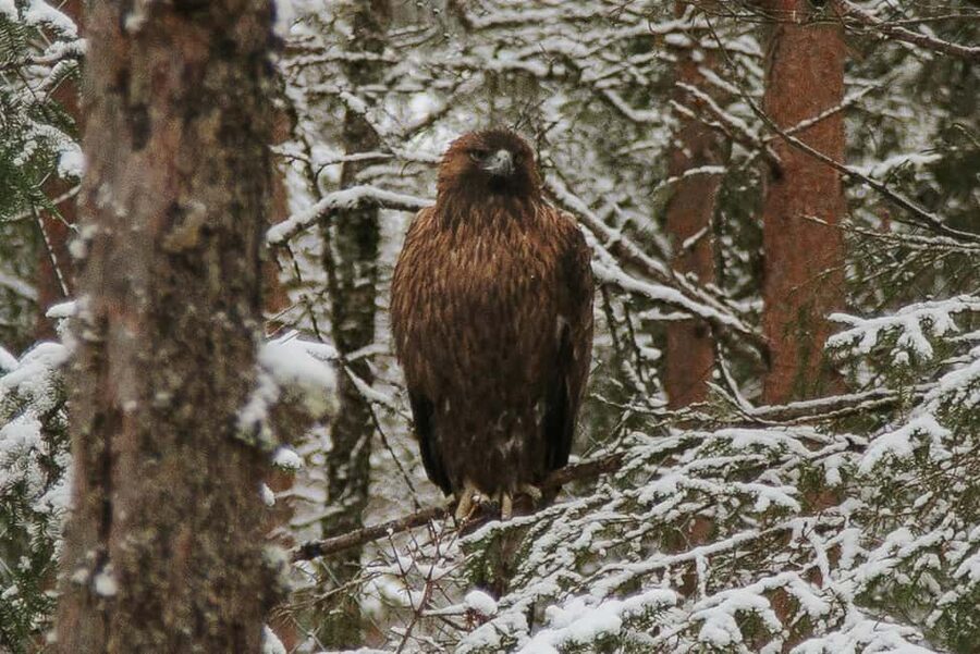 From Rovaniemi: Family Friendly Visit to Ranua Wildlife Park - The people factor, what guides like Rafael and Gina add