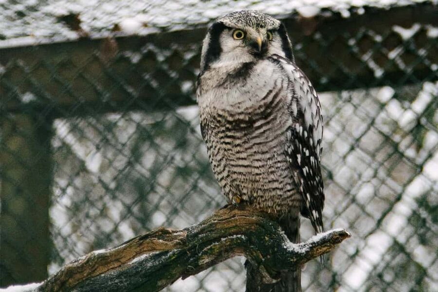 From Rovaniemi: Family Friendly Visit to Ranua Wildlife Park - Practical tips so you stay comfortable and get better viewing