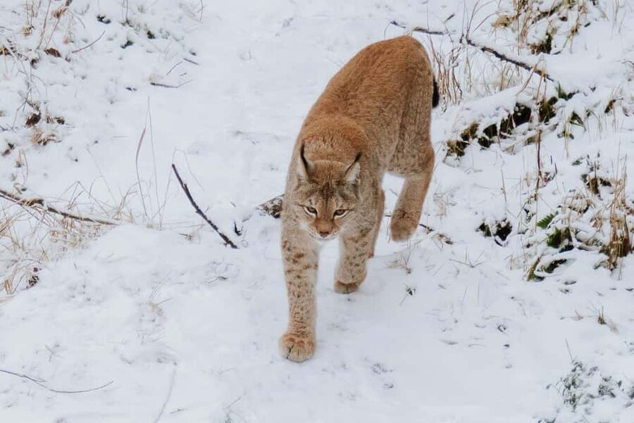 From Rovaniemi: Family Friendly Visit to Ranua Wildlife Park - The small-group van ride from Rovaniemi, why it changes the day