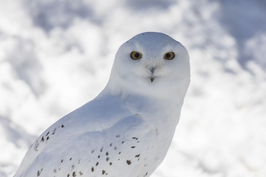 From Rovaniemi: Ranua Wildlife Park Experience - Key things that make this trip worth it
