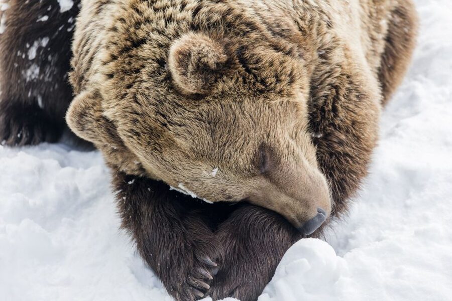 From Rovaniemi: Ranua Wildlife Park Experience - Rovaniemi to Ranua: the simple setup that helps you enjoy the day