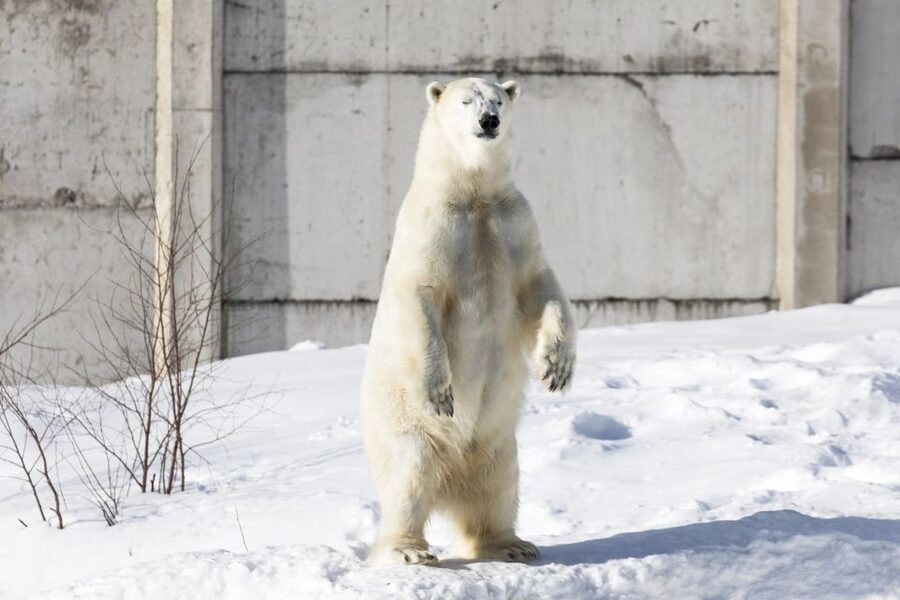 From Rovaniemi: Ranua Wildlife Park Experience - Lunch at Ranua Zoo: what you get and how to judge it