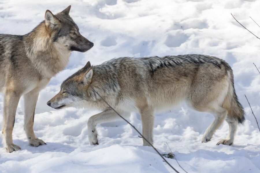 From Rovaniemi: Ranua Wildlife Park Experience - After the animals: shop time that fits the Lapland mood