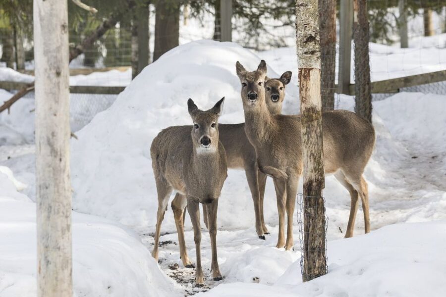 From Rovaniemi: Ranua Wildlife Park Experience - Price and value: is $247 a fair deal?