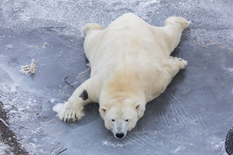 From Rovaniemi: Ranua Wildlife Park Experience - Who this works best for (and who may want a different plan)