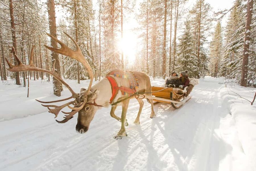 From Rovaniemi: Reindeer Farm Visit with Sleigh Ride - Learning the Sámi Connection Through Reindeer Herding