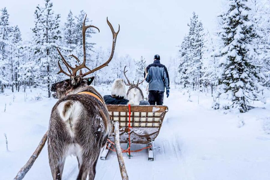 From Rovaniemi: Reindeer Farm Visit with Sleigh Ride - The Reindeer Sleigh Ride Through Snow, 400 to 500 Meters