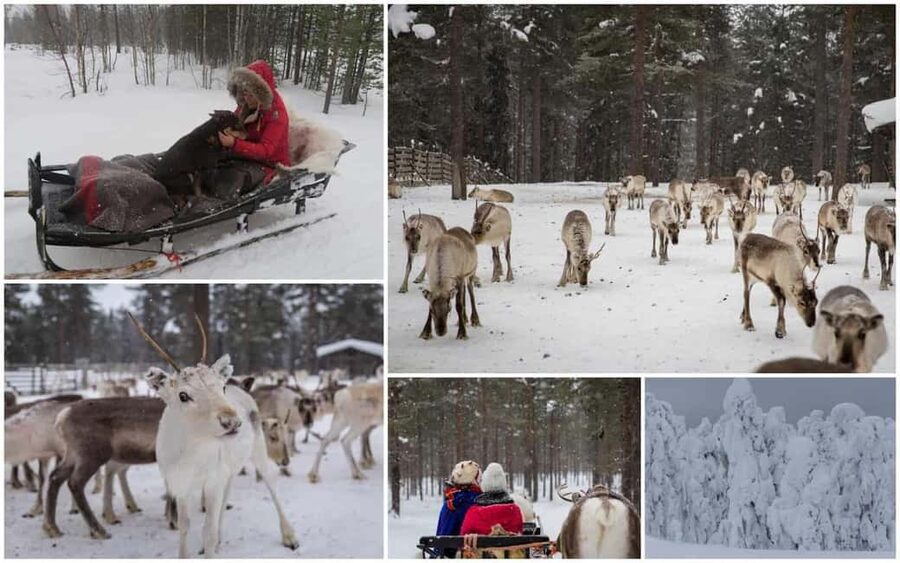 From Rovaniemi: Reindeer Farm Visit with Sleigh Ride - What Is Included, What It Costs, and Why It Adds Up