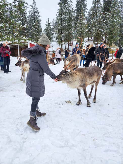 From Rovaniemi: Reindeer Farm Visit with Sleigh Ride - Should You Book This Reindeer Farm Tour from Rovaniemi?