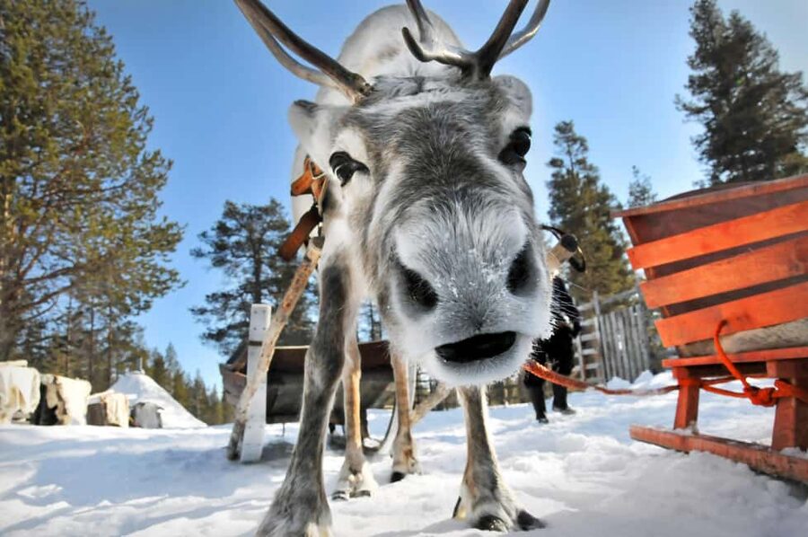 From Rovaniemi: Reindeer Farm Visit with Sleigh Ride - Feeding and Photos: Close, Calm, and Worth the Time