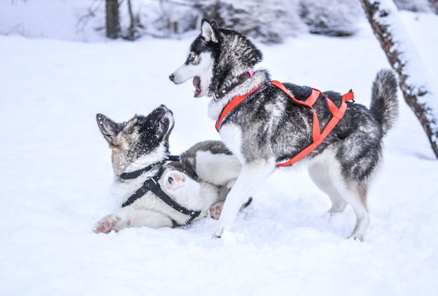 From Rovaniemi: Self-Driven 10km Husky Sled Ride - Key highlights to know before you go