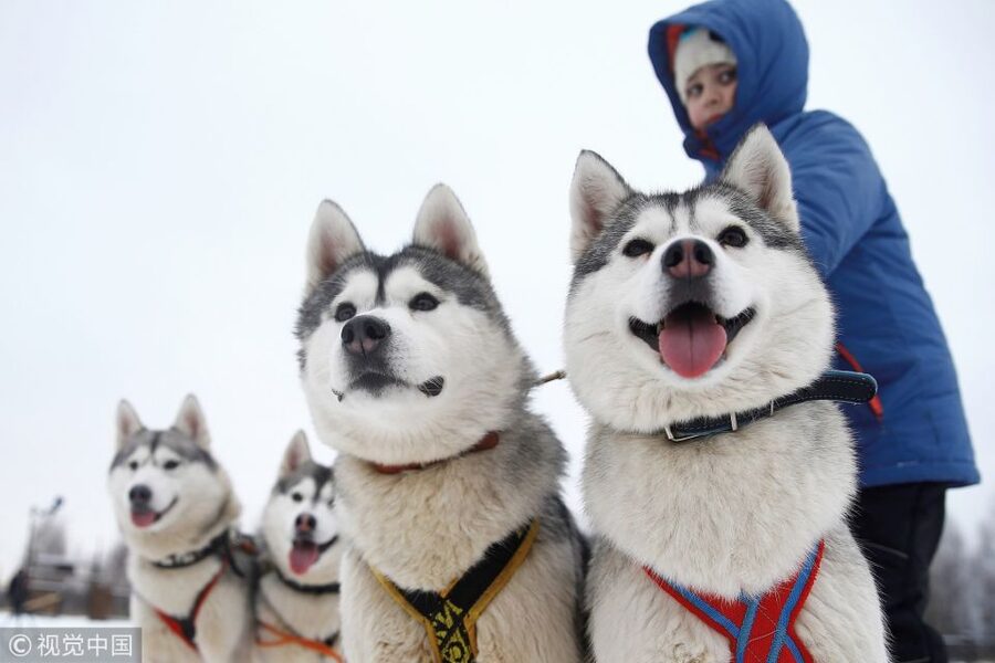 From Rovaniemi: Self-Driven 10km Husky Sled Ride - Steer Your Own 10 km Husky Sled, Not Just a Passenger Ride