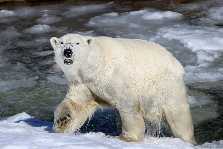 From Rovaniemi: Tour to Ranua Wildlife Park - Key things I’d bet you’ll remember