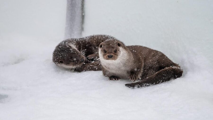 From Rovaniemi: Tour to Ranua Wildlife Park - From Rovaniemi to Ranua: why the van matters