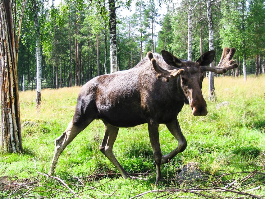 From Rovaniemi: Tour to Ranua Wildlife Park - Ranua Wildlife Park: Arctic animals in a walkable snowy setting