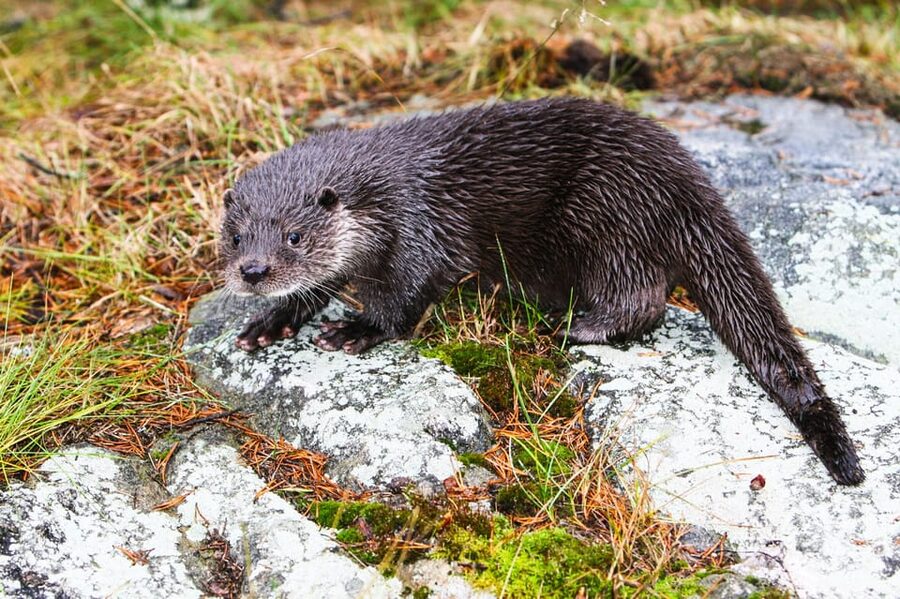 From Rovaniemi: Tour to Ranua Wildlife Park - My quick booking call for Ranua from Rovaniemi