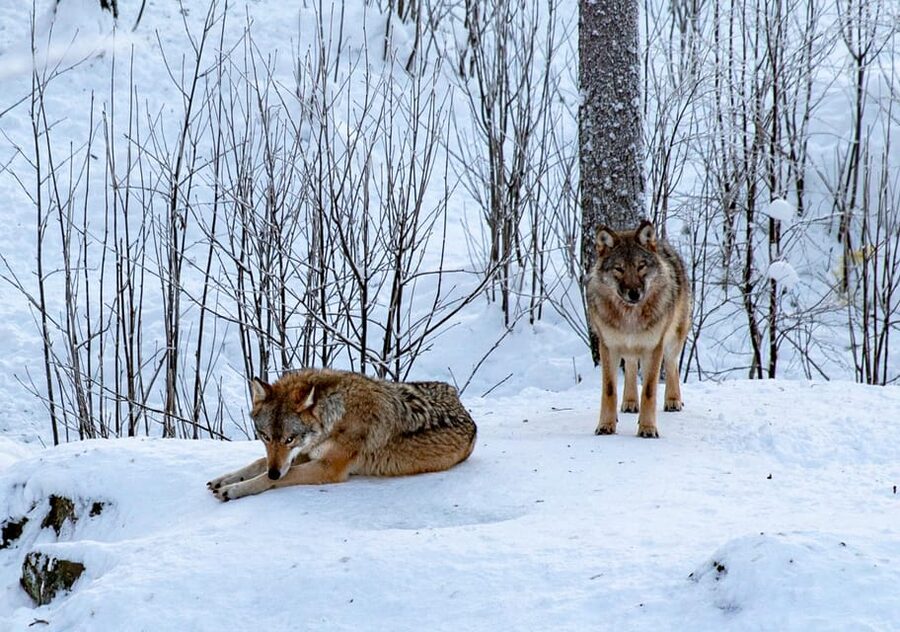 From Rovaniemi: Tour to Ranua Wildlife Park - Getting in fast: the separate entrance plus a real guide